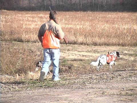 me and the dogs