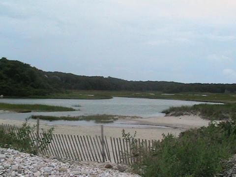 Barnacle beach