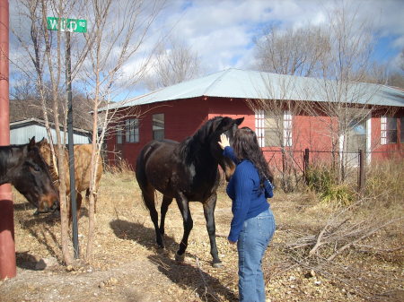 Petting the horses at weed town