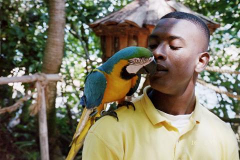 Kissing parrot 2