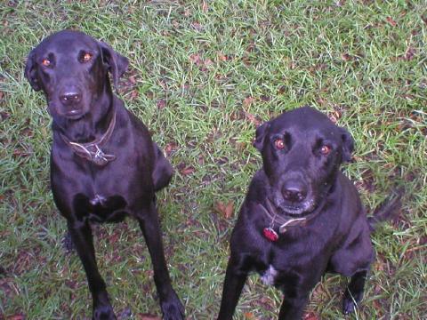 DAISY AND MERLIN