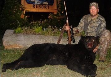 Black Bear