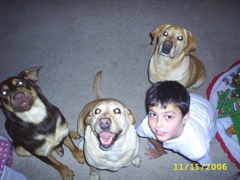 Joey and the dogs