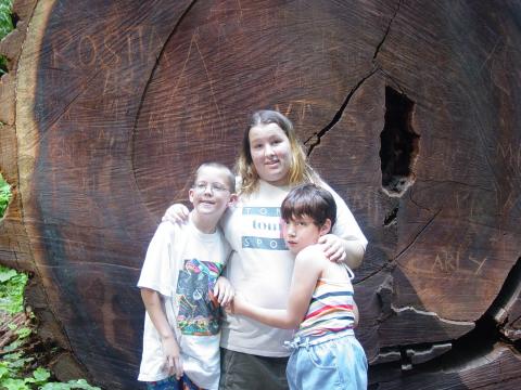 In front of a fallen Redwood