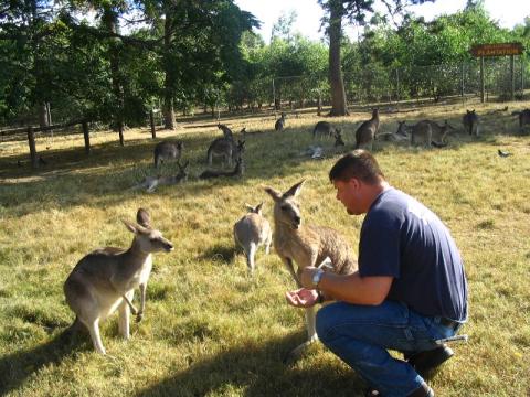 Australia 2005 - Lone Pine Koala Sanctuary Robby talking to the kangas 1 4-5-05