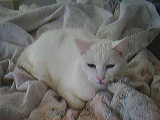 My Cat Snowball