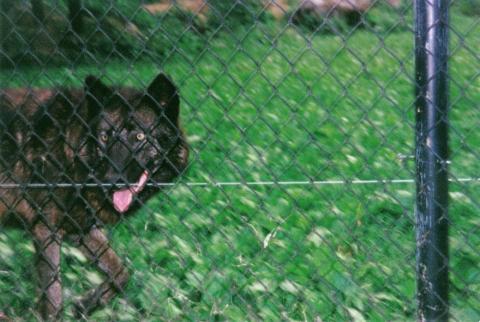 Wolf at Hershey Park's Zoo America