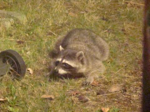 Our watch racoon