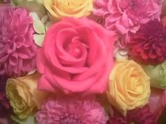 roses I grew