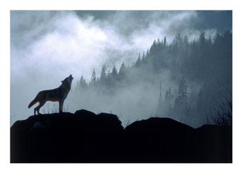 wolf in forest