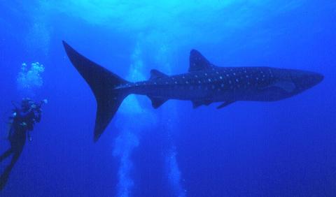 Belize- Whale Shark