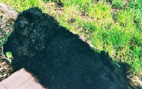 Breezy Enjoying the Sun Summer 2003..About 6.5 Yrs Old