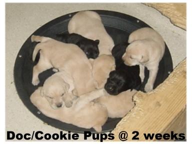 DocCookiePups2weeks