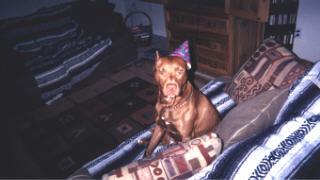 dukie_on_his_b_day
