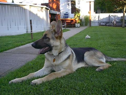 Shadow at 5 months