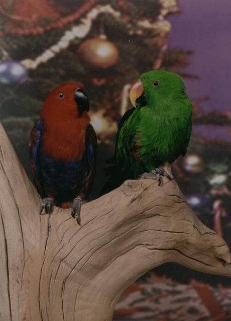 My parrots, Alika & Kiwi