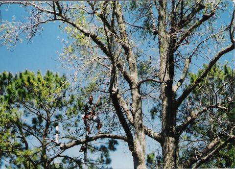 Tree Climbing in VA