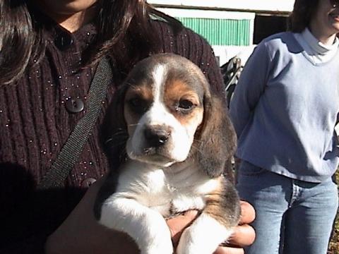 Snoopy 7 weeks