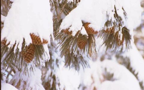 pinecones_in_snow