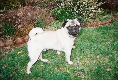 puggy--posing for Eukanuba--Supa star!!