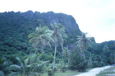 Palm trees on the beach