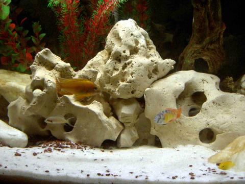 cichlid holeyrock