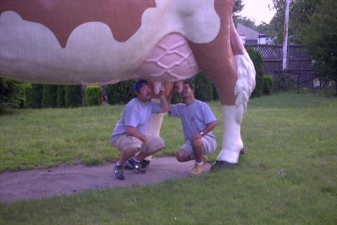 Cow in Scranton, PA