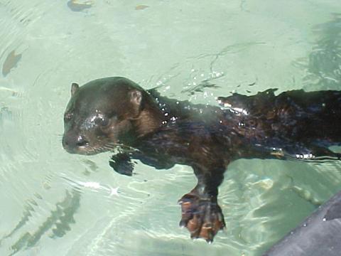 Swimming with the river Otters