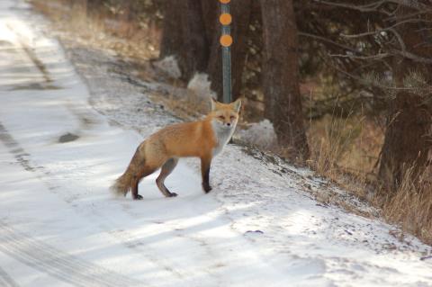 Red Fox