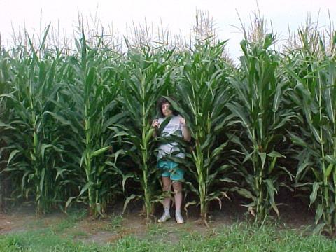 Look at the corn ma!