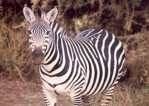 Zebra at Lake Manyar