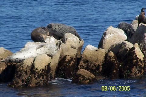 Seals in the bay