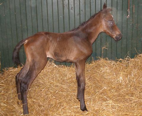 Homer at 2 hours old