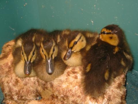 My lil' Mallard ducklings