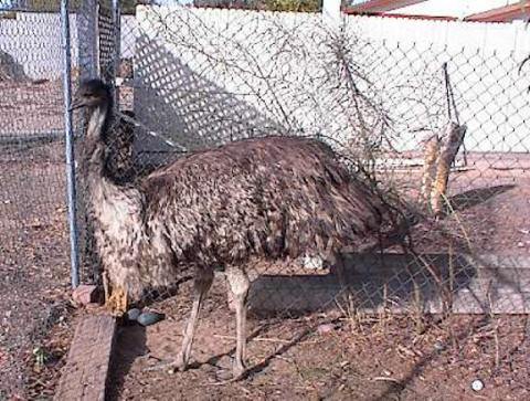Ema the Emu,my pet