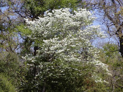 Dogwood Tree