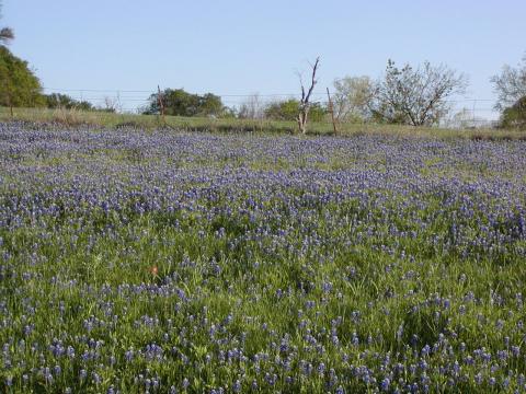 Bluebonnets