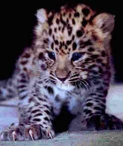 amur leopard cub