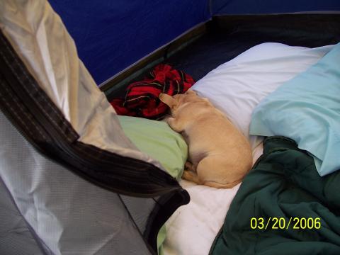 Odie in the tent