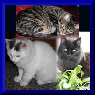 my three cats