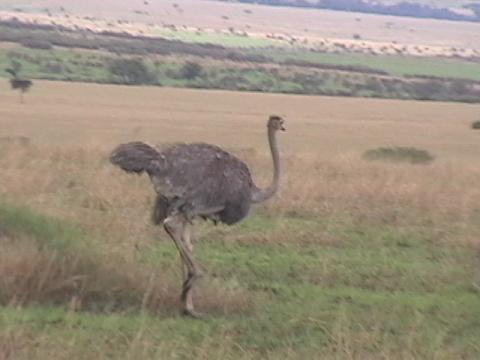 OSTRICH2