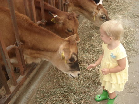 UCONN Dairy Farm
