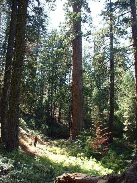 Eric_sequoias_2003