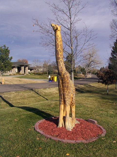 neighborhood giraffe