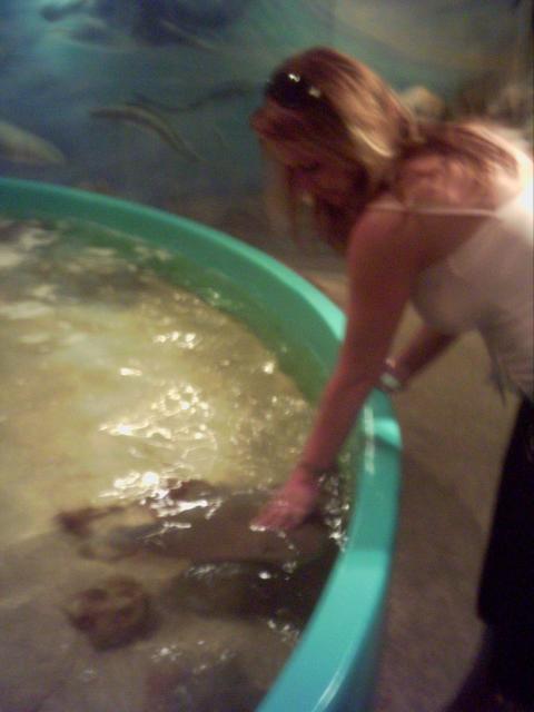 Pettin Stingrays