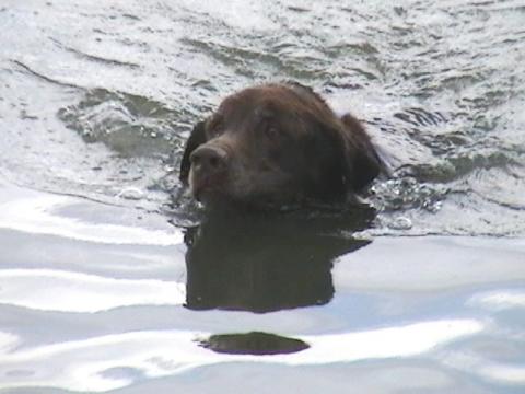 dog charlie swimming