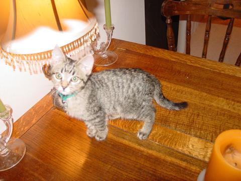 Rand exploring the table, he's so cute!!