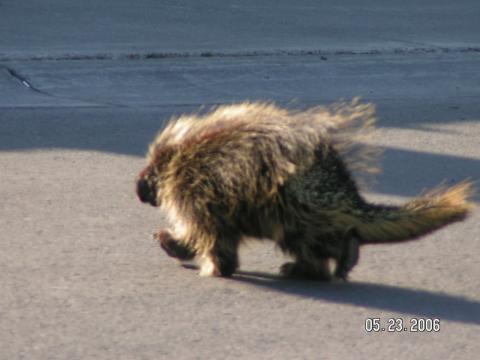 Porcupine  5/2006