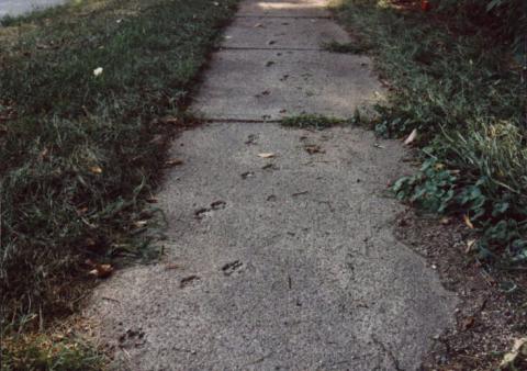 My Dog Koko's Paw Prints in Sidewalk of