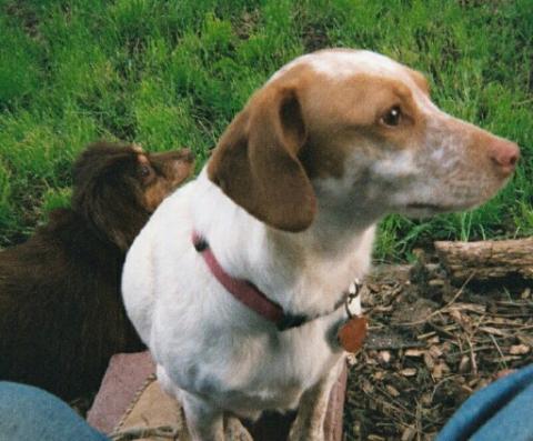 Sassy and Sadie Watchin' for Squirrels Summer 2003